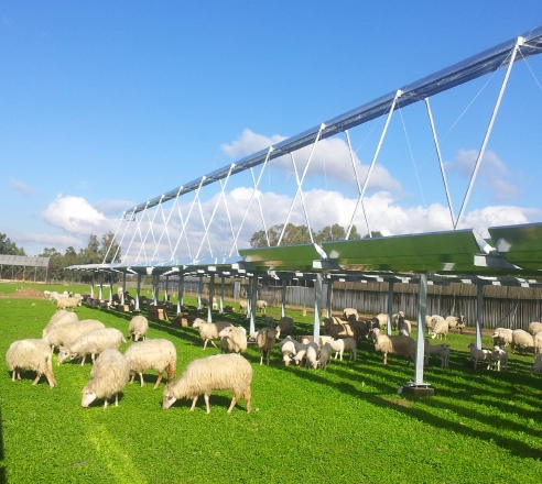 Solar Cheese farm CSP Fresnel Sardinia